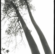 arbre Jura